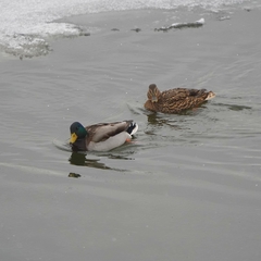 Anas platyrhynchos