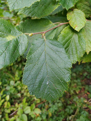 Corylus avellana