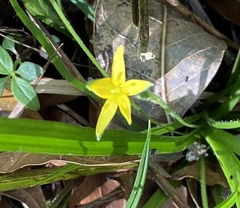 Hypoxis curtissii