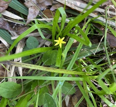 Hypoxis curtissii