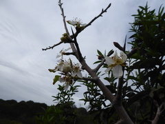 Pyrus bourgaeana