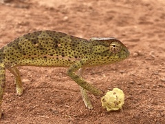 Chamaeleo senegalensis