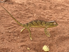 Chamaeleo senegalensis