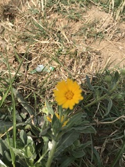 Calendula arvensis