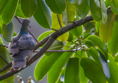 Patagioenas caribaea