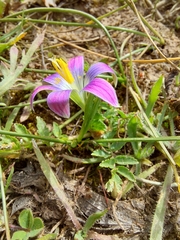Romulea bulbocodium