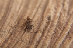 Aufeius impressicollis