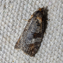 Cryptoptila australana