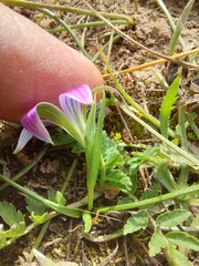 Romulea bulbocodium
