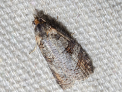 Cryptoptila australana