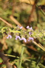 Salvia verbenaca
