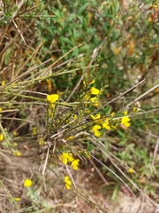 Genista polyanthos