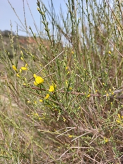 Genista polyanthos