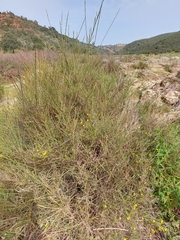 Genista polyanthos