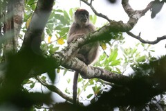 Piliocolobus tephrosceles