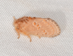 Pseudanapaea denotata