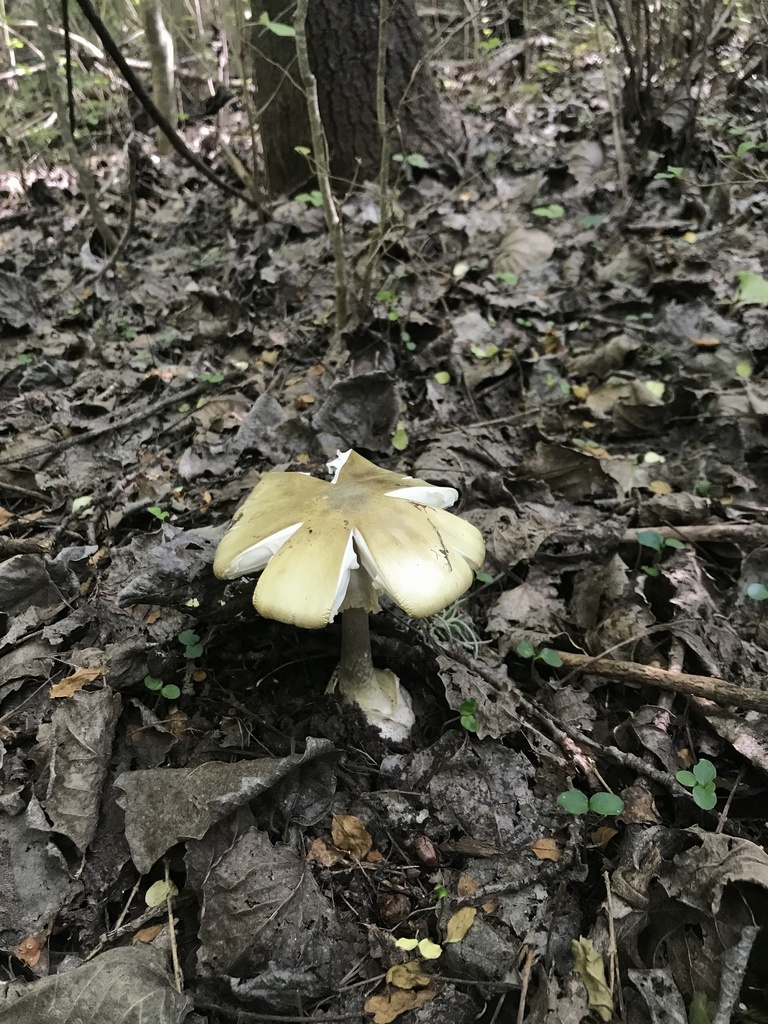 Amanita phalloides · February 2023 · photo: © tutitah (iNaturalist, cc0)