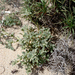 Silene succulenta - Photo no rights reserved, uploaded by Peter de Lange