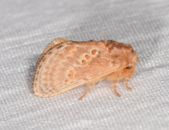 Pseudanapaea denotata