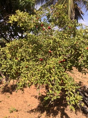 Malpighia emarginata