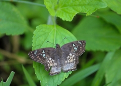 Caprona ransonnettii