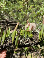Pyrrosia confluens