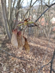 Acer ginnala