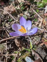 Crocus tommasinianus