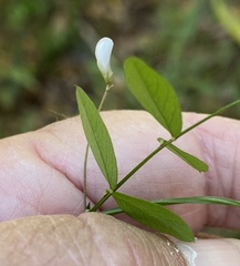 Vicia floridana