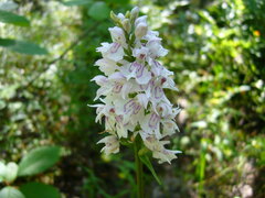 Dactylorhiza fuchsii