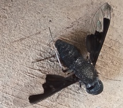 Anthrax dolabratus