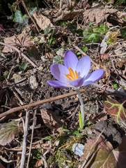 Crocus tommasinianus
