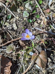 Crocus tommasinianus