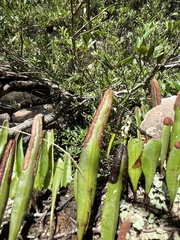 Pyrrosia confluens