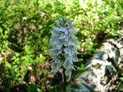 Dactylorhiza fuchsii