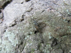 Coelichneumon eximius