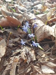 Scilla bifolia