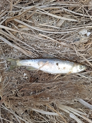 Rhynchocypris oxycephalus