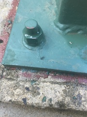 Camponotus sexguttatus