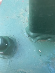 Camponotus sexguttatus