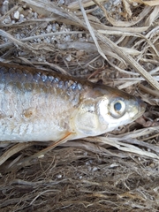 Rhynchocypris oxycephalus