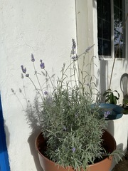 Lavandula angustifolia