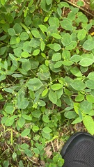 Euphorbia graminea