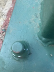 Camponotus sexguttatus