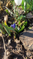Scilla siberica