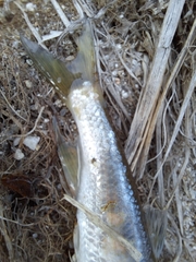 Rhynchocypris oxycephalus