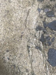 Camponotus sexguttatus