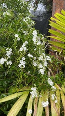 Duranta erecta