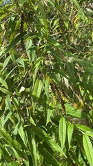 Buddleja asiatica