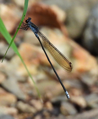 Pseudagrion ignifer